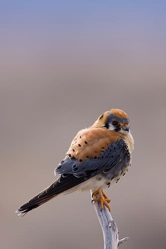 American Kestrel Photography Print